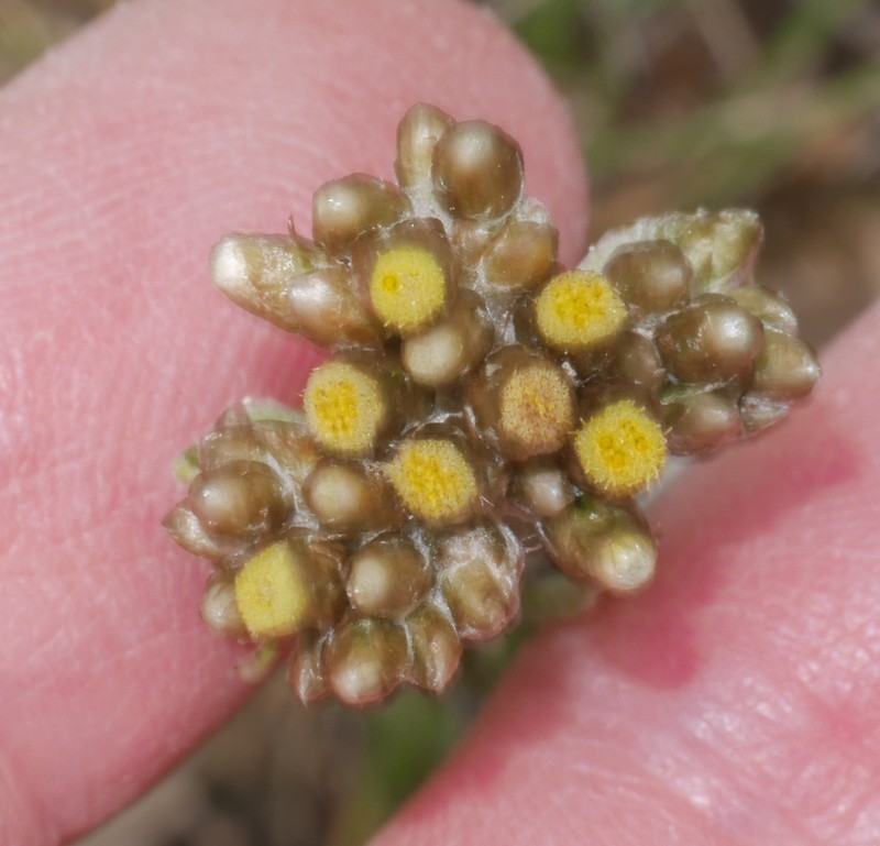 Pseudognaphalium dysodes photo 6