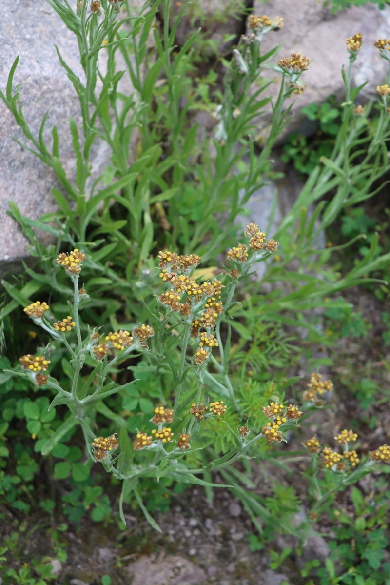 Pseudognaphalium dysodes photo 7