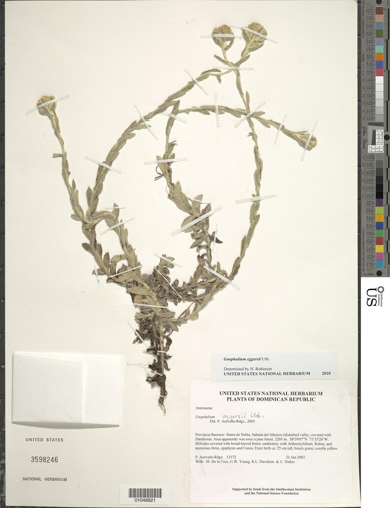 Pseudognaphalium eggersii