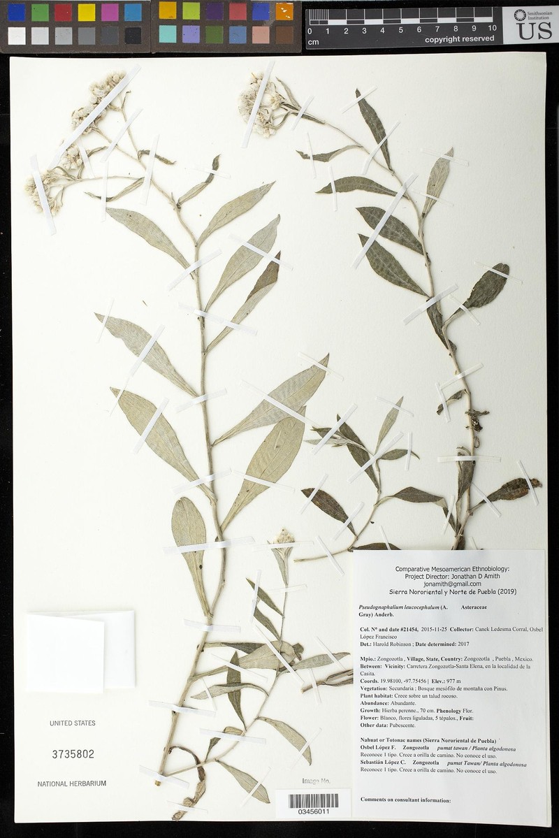 Pseudognaphalium ehrenbergianum