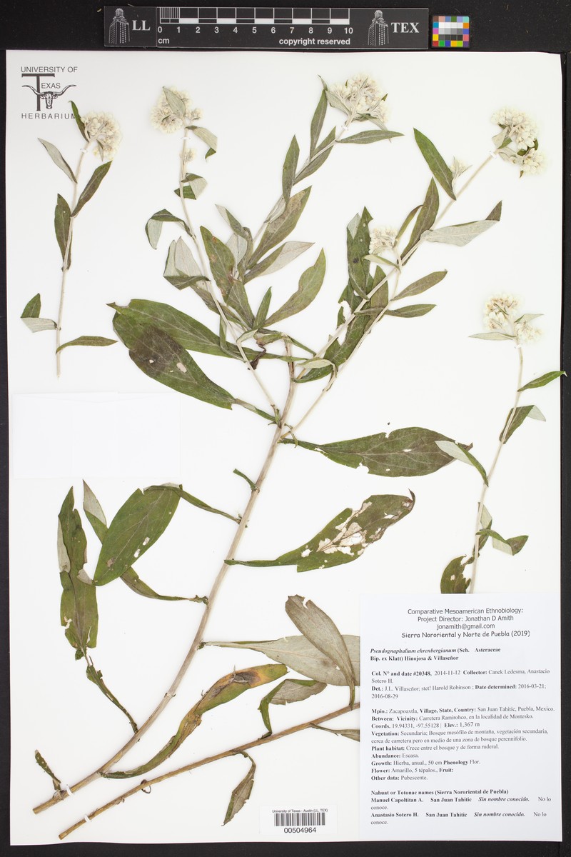Pseudognaphalium ehrenbergianum photo 2