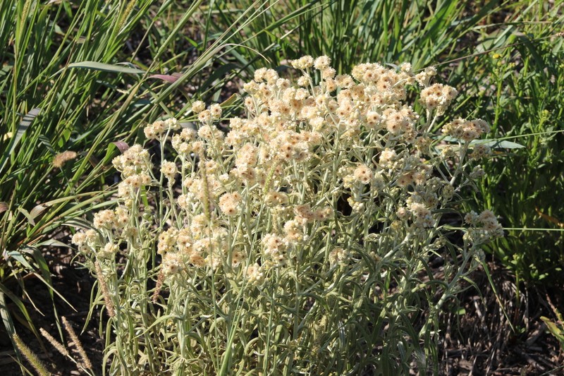 Pseudognaphalium gaudichaudianum