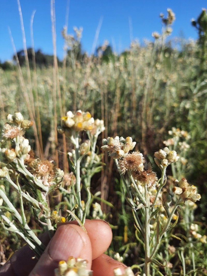 Pseudognaphalium gaudichaudianum photo 2