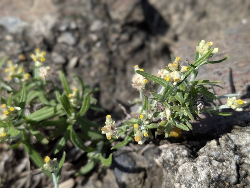 Pseudognaphalium gaudichaudianum photo 3