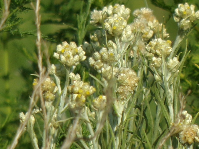 Pseudognaphalium gaudichaudianum photo 4