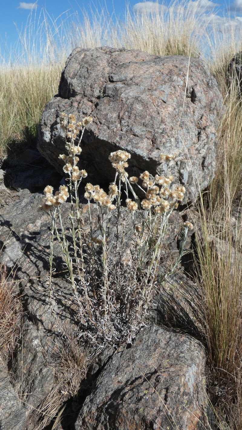 Pseudognaphalium gaudichaudianum photo 5