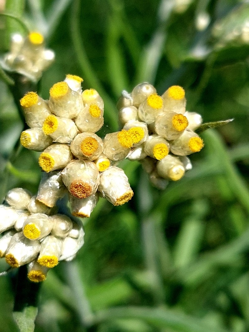 Pseudognaphalium gaudichaudianum photo 6