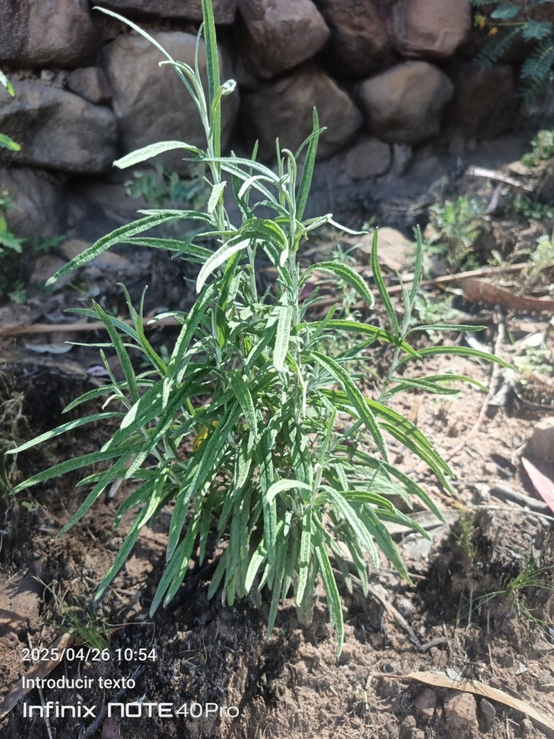 Pseudognaphalium gaudichaudianum photo 7