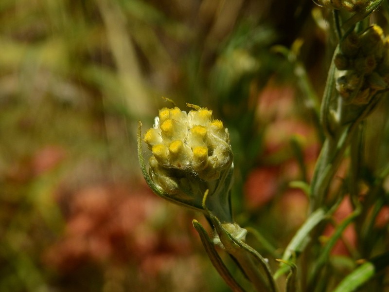 Pseudognaphalium gaudichaudianum photo 8