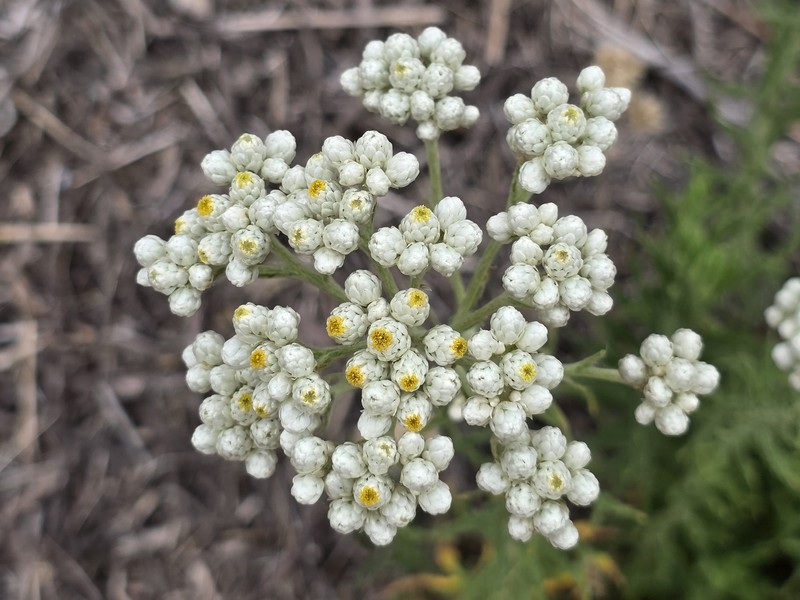 Pseudognaphalium gayanum