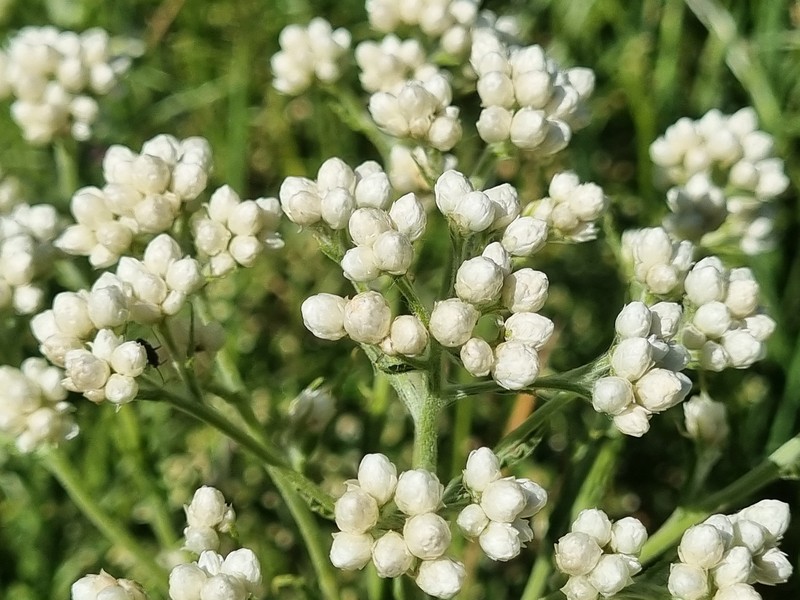Pseudognaphalium gayanum photo 2