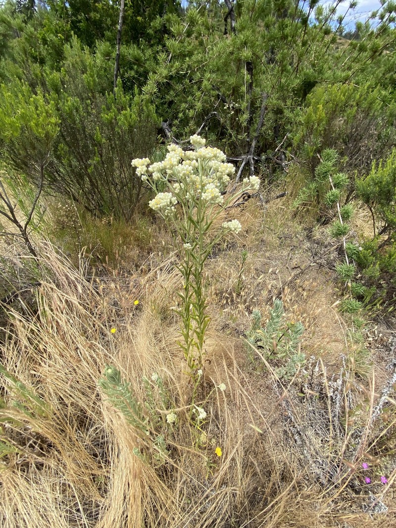 Pseudognaphalium gayanum photo 3