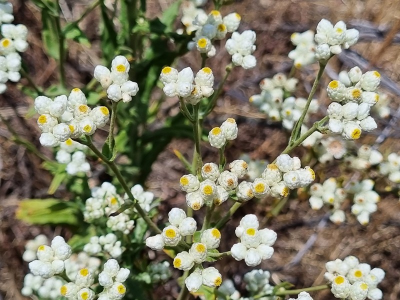 Pseudognaphalium gayanum photo 4