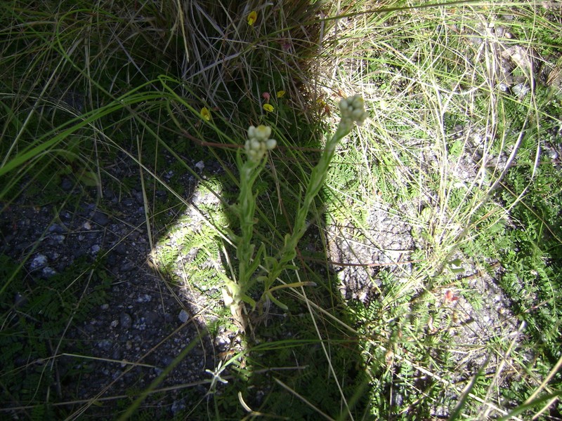 Pseudognaphalium glanduliferum