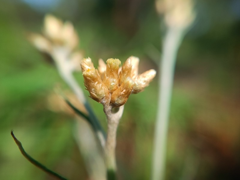 Pseudognaphalium greenmanii