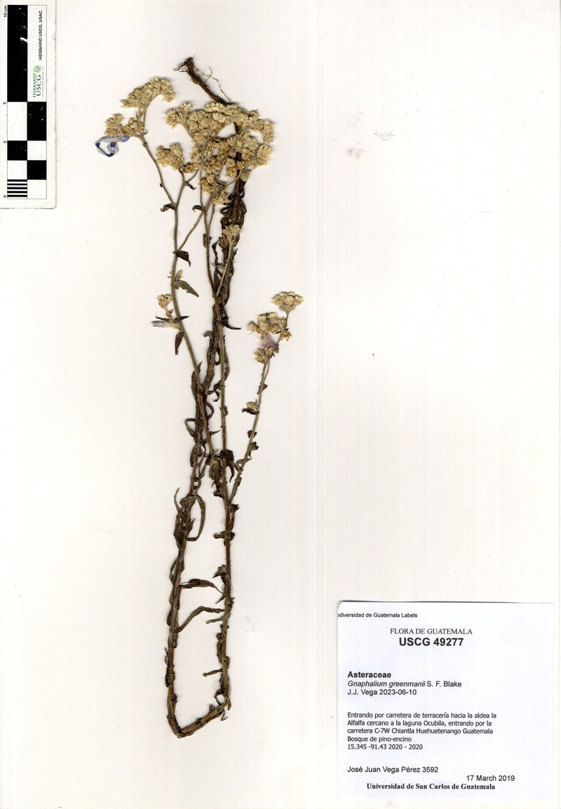 Pseudognaphalium greenmanii photo 2