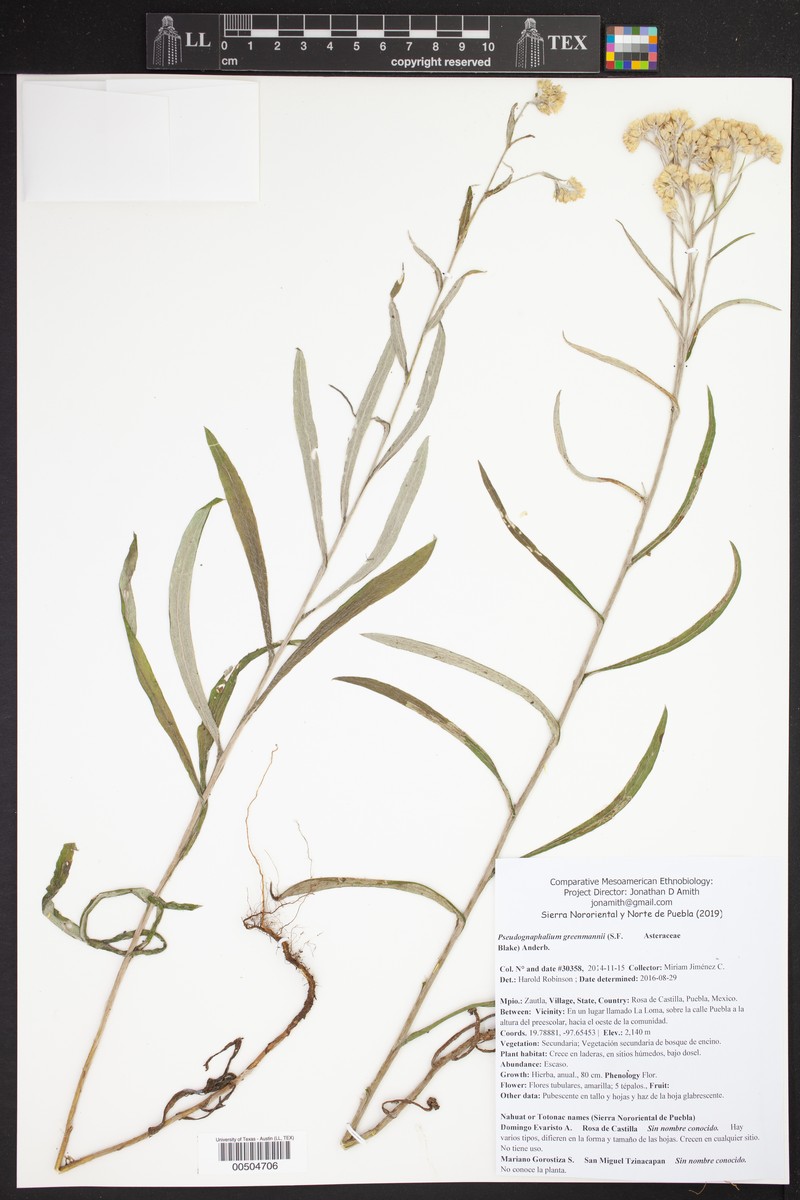 Pseudognaphalium greenmanii photo 3