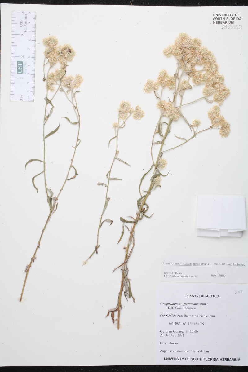 Pseudognaphalium greenmanii photo 4