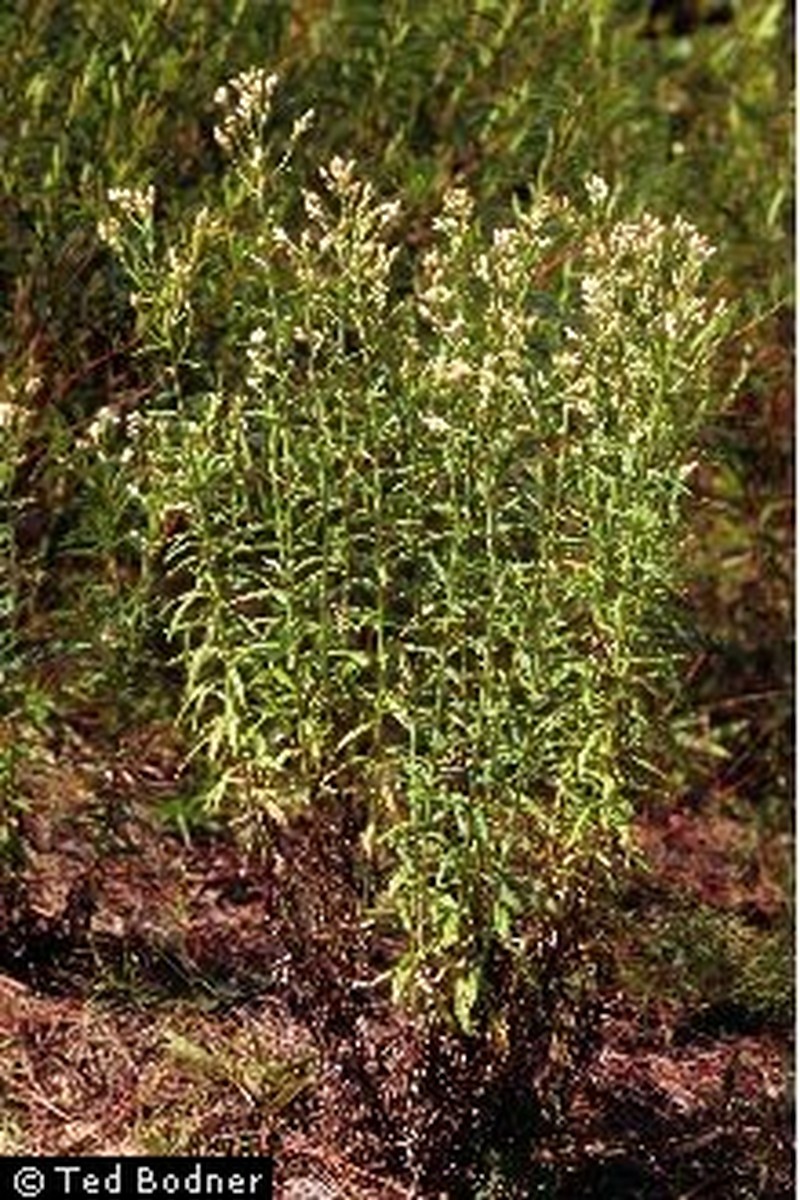 Heller's Cudweed
