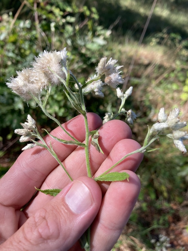 Heller's Cudweed