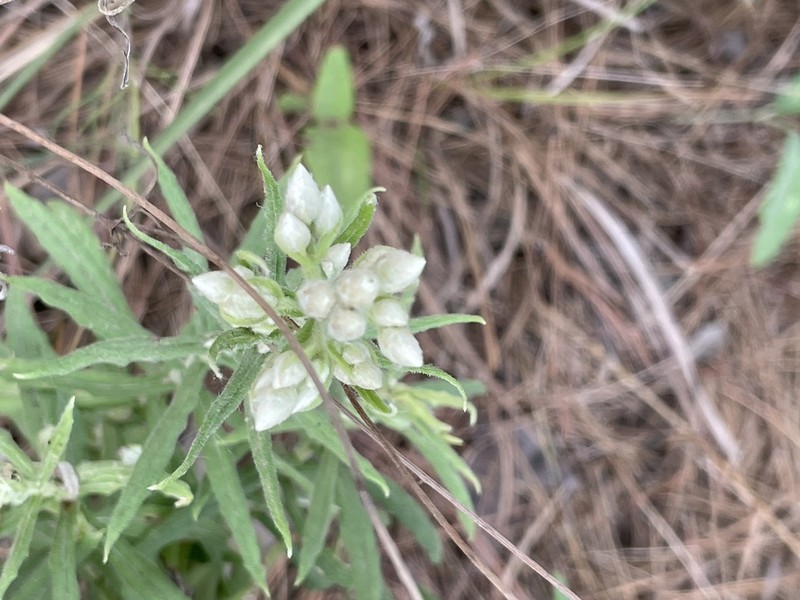 Heller's Cudweed photo 2