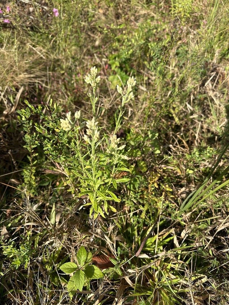 Heller's Cudweed photo 3