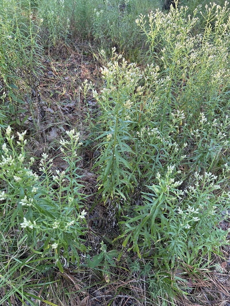 Heller's Cudweed photo 4