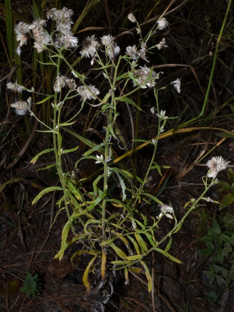 Heller's Cudweed photo 5