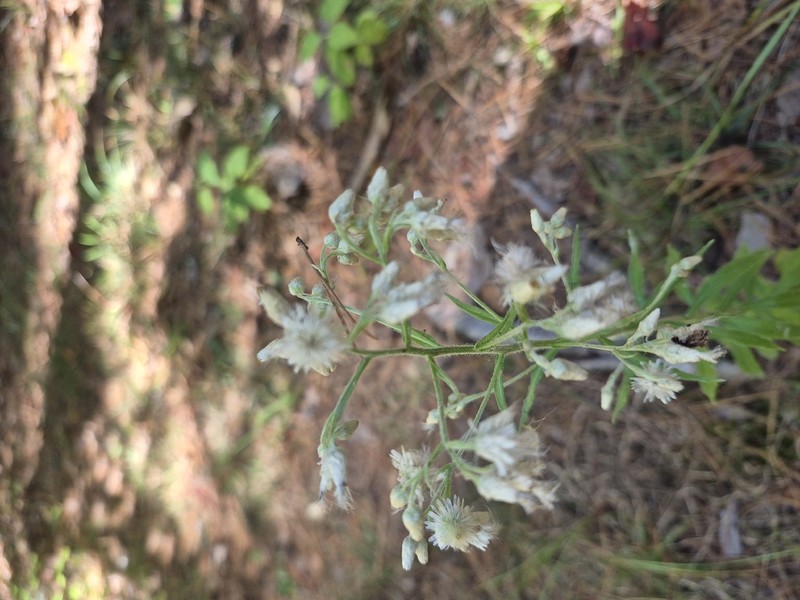 Heller's Cudweed photo 6