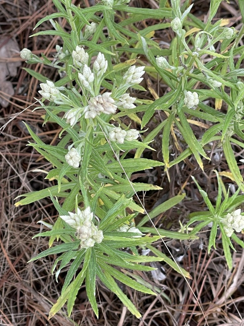 Heller's Cudweed photo 7