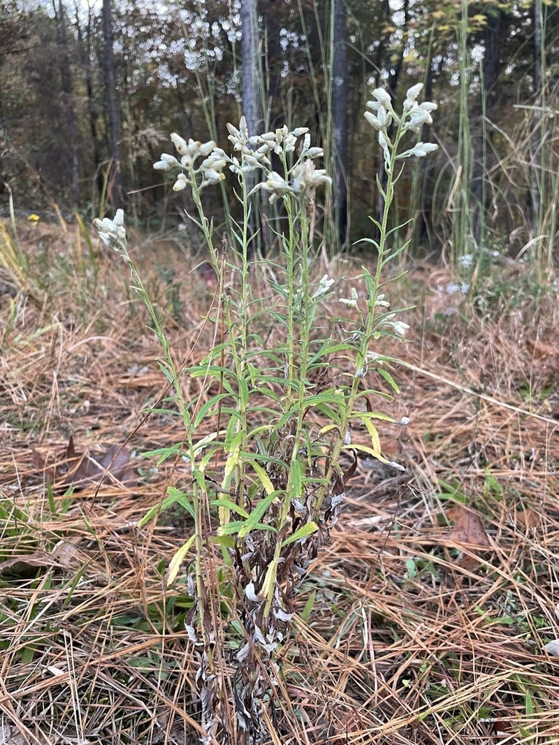 Heller's Cudweed photo 8