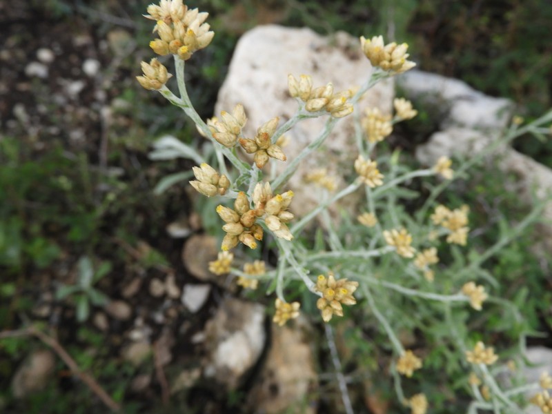 Pseudognaphalium hintoniorum
