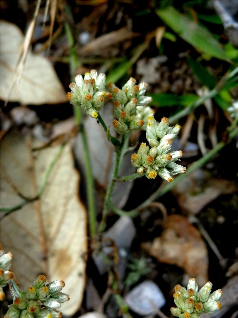 Pseudognaphalium hintoniorum photo 2