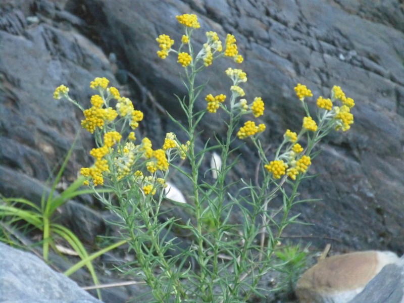 Pseudognaphalium hypoleucum