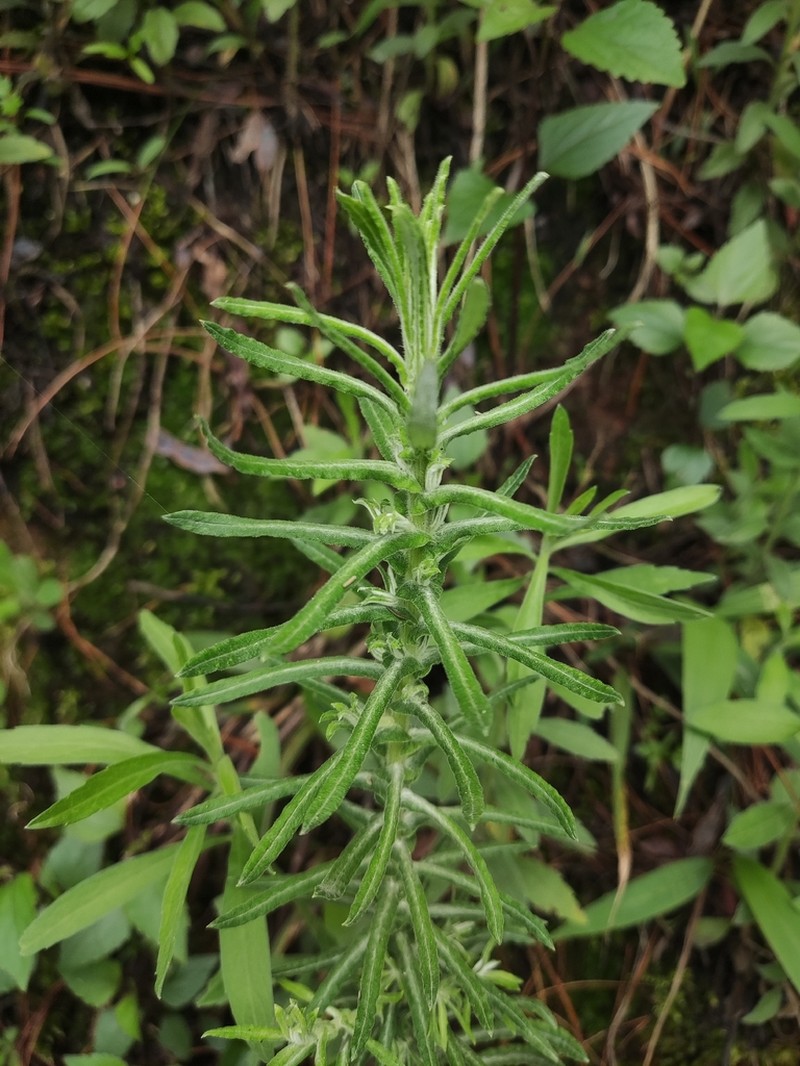 Pseudognaphalium hypoleucum photo 2