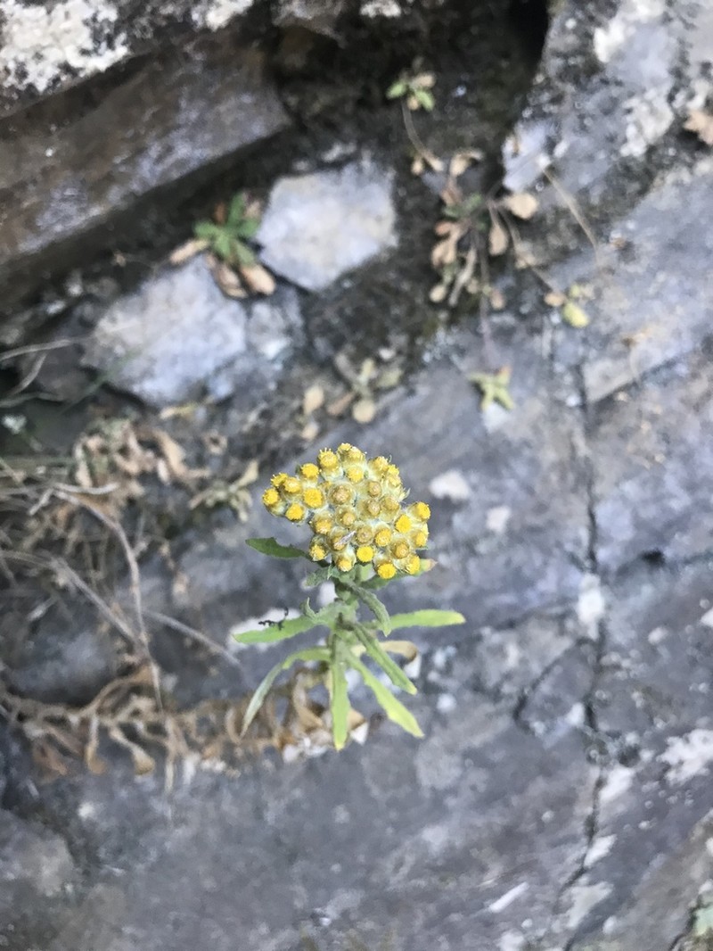 Pseudognaphalium hypoleucum photo 3