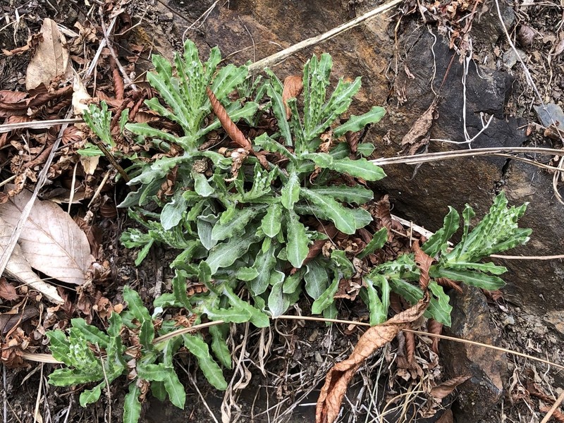 Pseudognaphalium hypoleucum photo 4