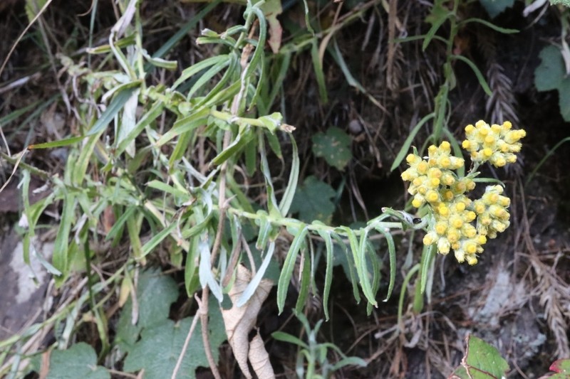 Pseudognaphalium hypoleucum photo 5