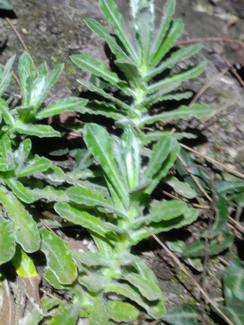 Pseudognaphalium hypoleucum photo 6