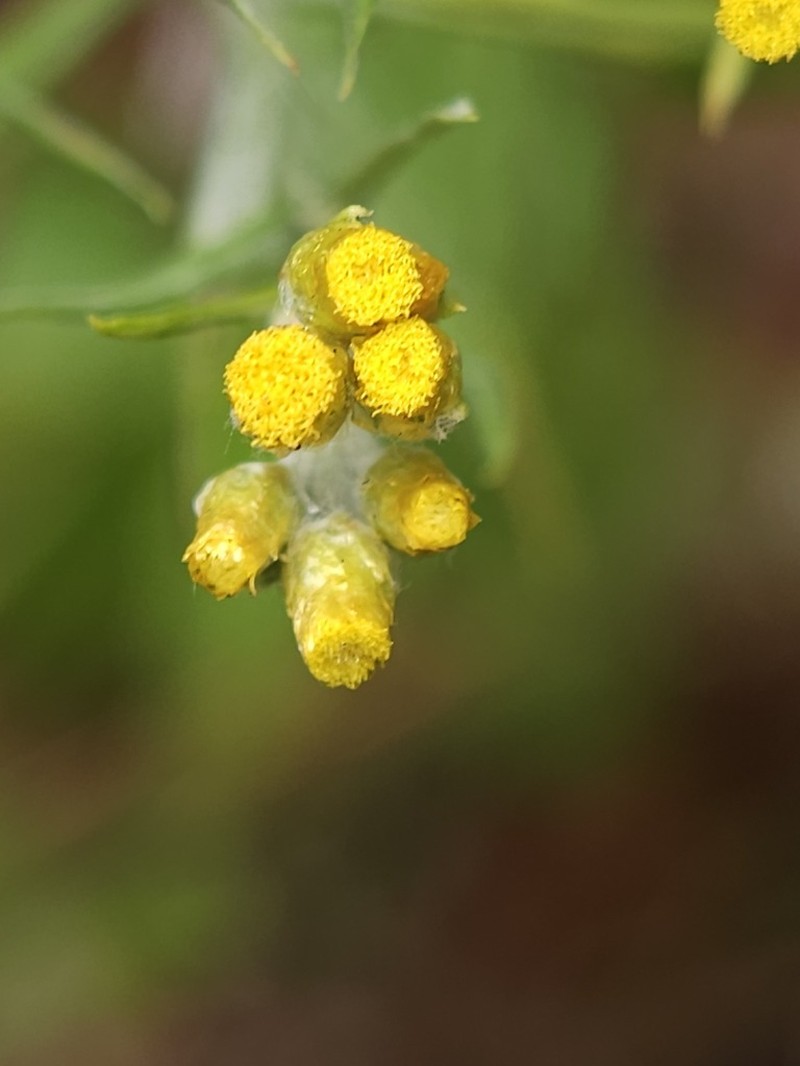 Pseudognaphalium hypoleucum photo 7