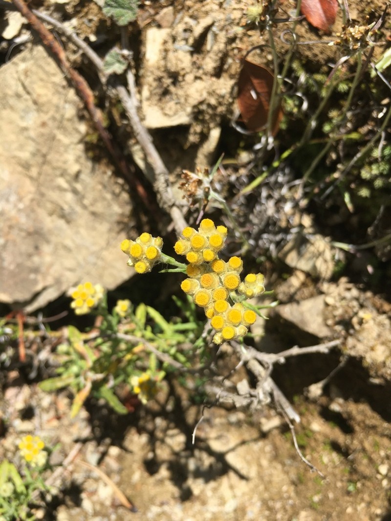 Pseudognaphalium hypoleucum photo 8