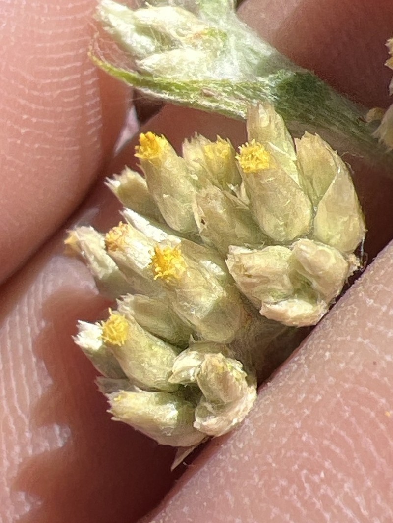 Pseudognaphalium inornatum