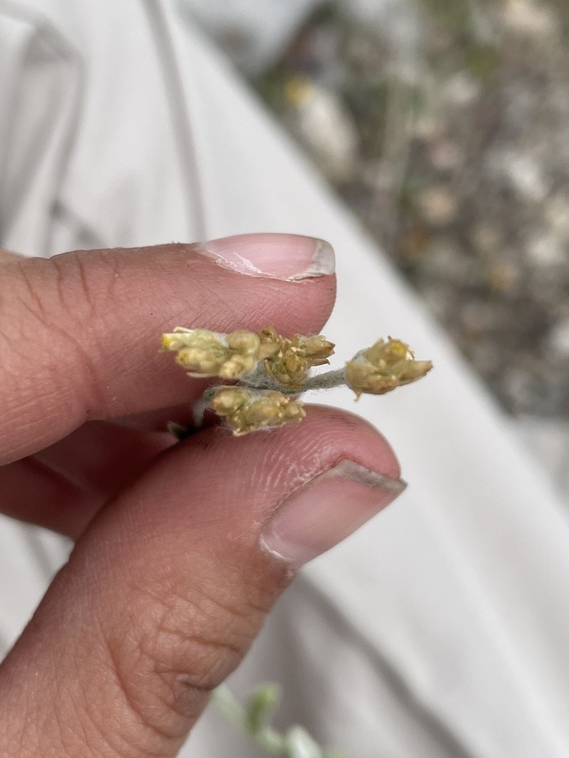 Pseudognaphalium inornatum photo 2