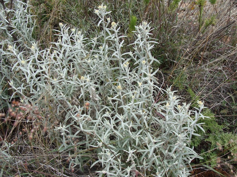 Pseudognaphalium inornatum photo 3