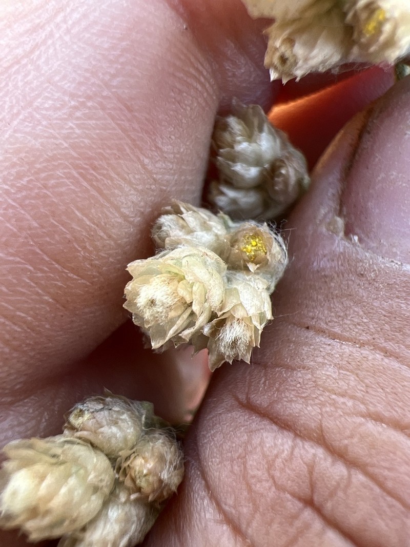 Pseudognaphalium inornatum photo 4