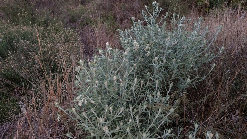 Pseudognaphalium inornatum photo 5