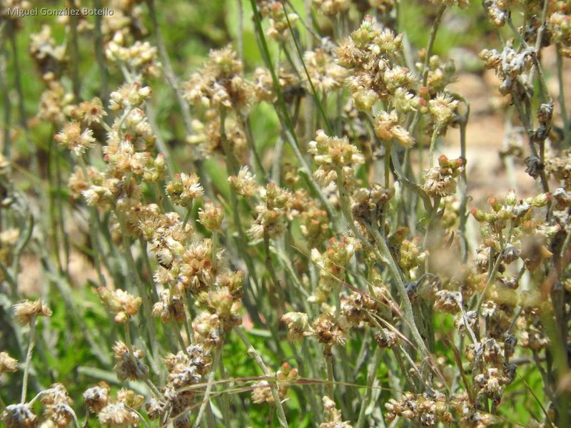 Pseudognaphalium inornatum photo 6