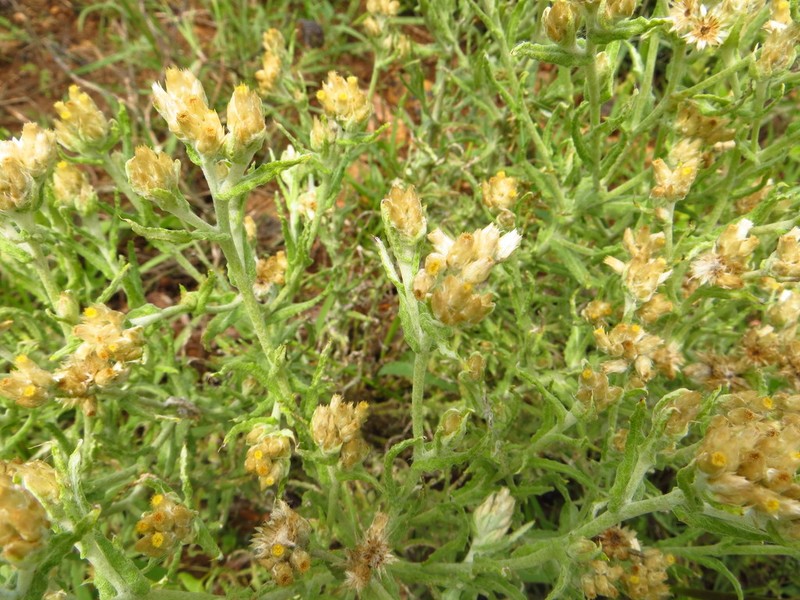 Pseudognaphalium inornatum photo 7