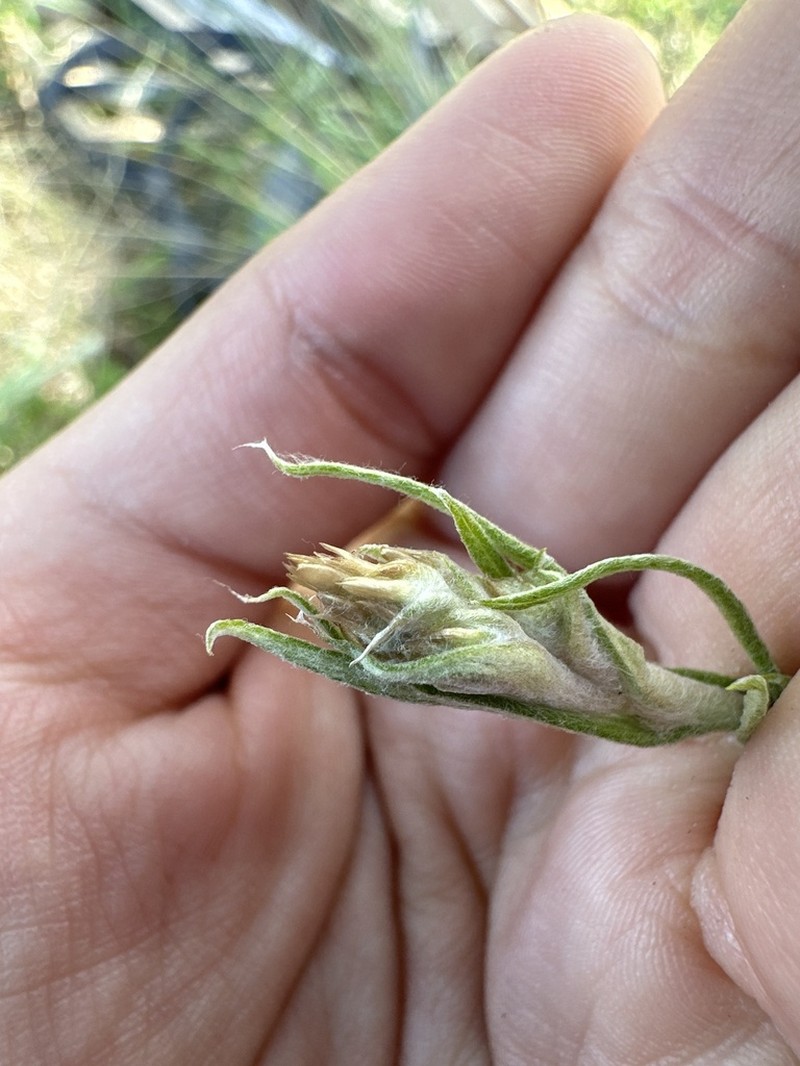 Pseudognaphalium inornatum photo 8