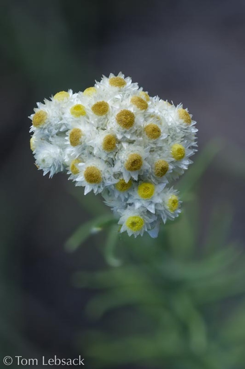 Jalisco Rabbit-Tobacco photo 2